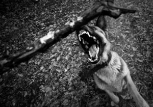 dog bite lawyer in Brentwood, CA